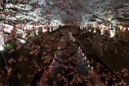 中目黒で夜桜を堪能しました